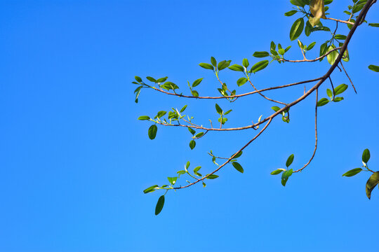 Fresh young green leaves and buds on a tree branch against a clear blue sky background