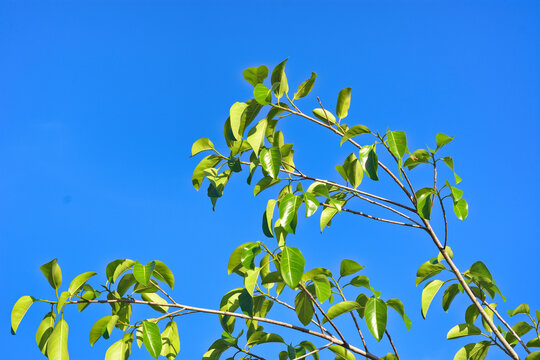 Fresh young green leaves and buds on a tree branch against a clear blue sky background