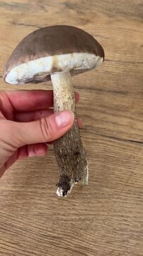 Hand holding and turning fresh wild birch bolete mushroom (koźlarz) on wooden background. Perfect B-roll for mushroom identification, foraging, and forest harvest concept. 9:16 vertical video.