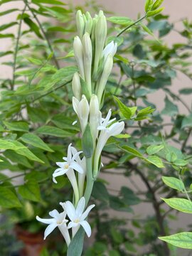 Tuberose (Polianthus tuberosa), A fragrant perennial plant, also called Agava amica