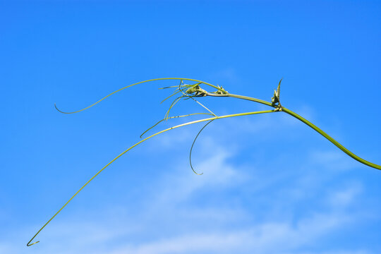 Bright yellow flowers of sponge gourd or luffa plant blooming against a clear blue sky
