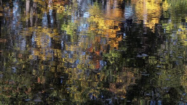 Ducks glide calmly through autumnal pond waters. Reflections mirror golden trees and shifting light. Ripples disturb stillness, creating gentle motion. Scene evokes quiet peace of natural surroundings