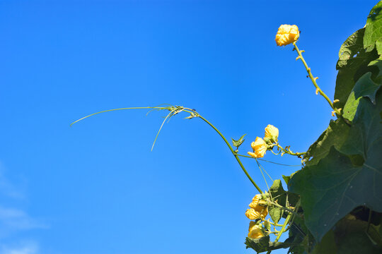 Bright yellow flowers of sponge gourd or luffa plant blooming against a clear blue sky