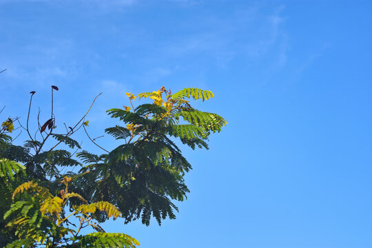 Low angle view of vibrant yellow flowers and delicate green leaves of a copperpod tree blooming against a clear blue sky with soft white clouds.