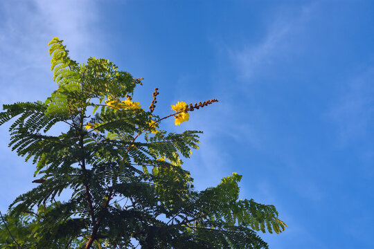 Low angle view of vibrant yellow flowers and delicate green leaves of a copperpod tree blooming against a clear blue sky with soft white clouds.