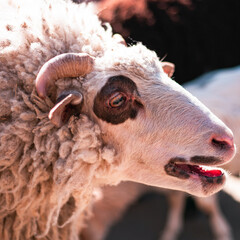 Close-up portrait of a horned sheep with dark markings around eyes. © Павел Приходько