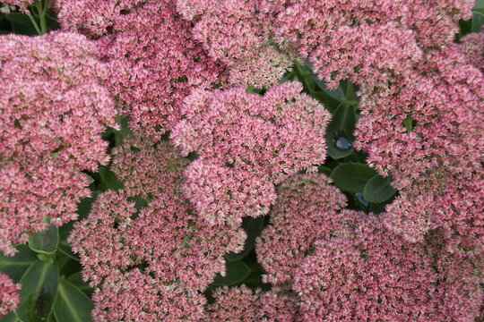 a cluster of star-shaped pink flowers and fleshy green leaves of the *Hylotelephium* plant, widely known as orpine or sedum