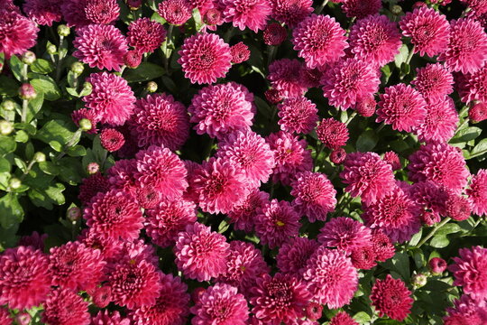 Garden chrysanthemums (*Chrysanthemum morifolium*)&mdash;frost-resistant varieties often referred to as "winter-hardy chrysanthemums"&mdash;are distinguished by dense, double flowers of the pompon or decorative t