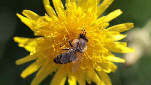 Close-up of a bee on a yellow dandelion flower
