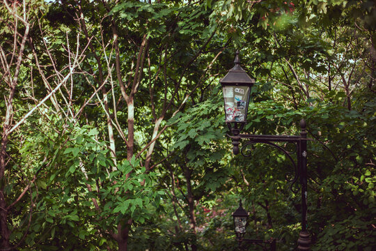 Vintage lantern mounted among thick green tree leaves in a park.