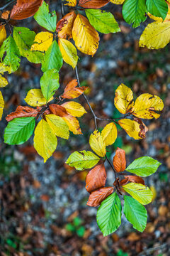 Leaves change color in autumn as they hang above green plants on the forest floor in a natural setting during a sunny day