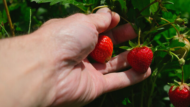 Hand picking red strawberries in organic garden 
