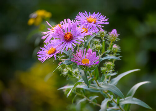 Purple New England aster wildflower, Symphyotrichum novae-angliae, with goldenrod in a dark background