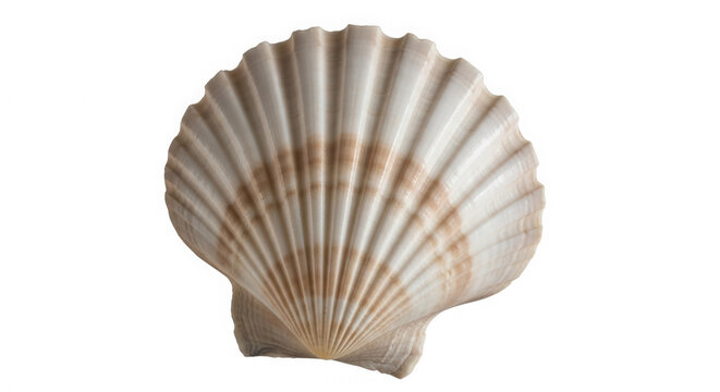 One single scallop sea shell isolated on a plain surface isolated on white background