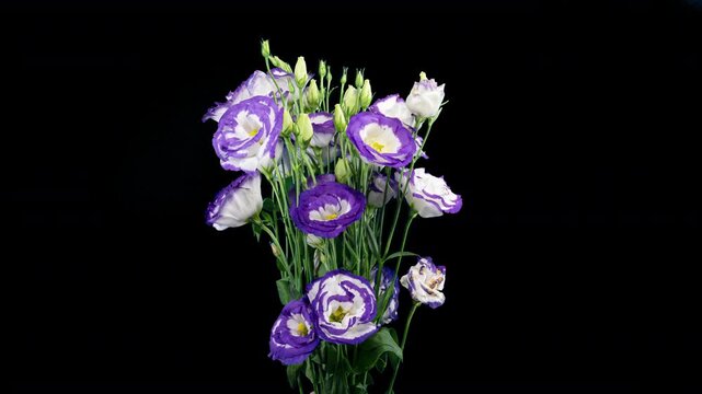 Beautiful White Purple Eustoma Russellianum (Lisianthus) Flower Wilting in Time Lapse on a Black Background Close Up. Japanese Rose Natural Color