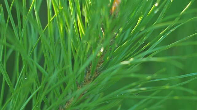 Exploring the growth and texture of green grass in close-up detail during daylight hours