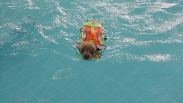 Cute small brown poodle dog wearing an orange safety life jacket swimming in a clear blue swimming pool. Canine hydrotherapy, aquatic fitness exercise, and pet rehabilitation wellness care lifestyle.