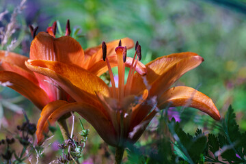 Orangene Blüte © Elmar