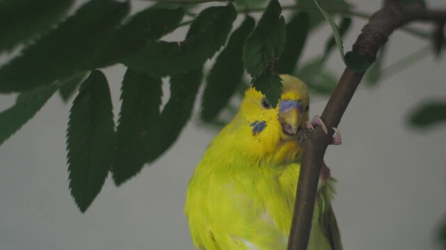 Yellow budgerigar interacts with branches in a natural setting