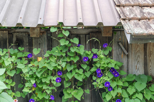 Purple Morning Glory Vines Growing on a Rustic Wooden Wall in Iseltwald, Switzerland