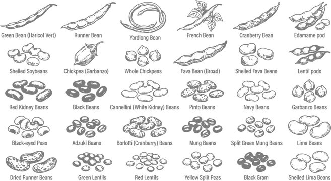 Beans and Legumes Collection Vector Illustration Set Featuring Various Dried Pulses and Fresh Pods for Culinary Design
