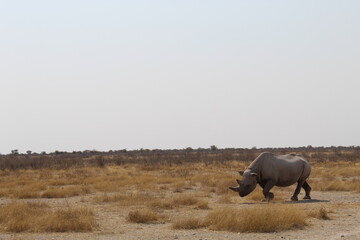 Black rhino in the Etosha National Park © Mika
