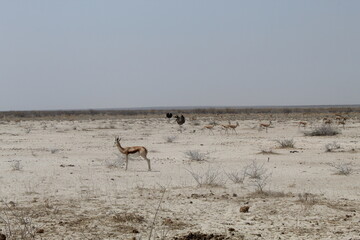 Fototapeta premium Springbok and Ostriches on the Pan