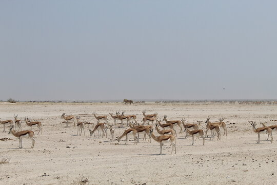 Springbok on the Pan