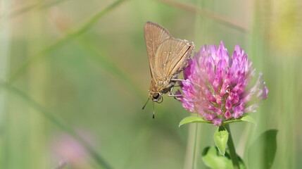 Brown skipper butterfly (Hesperiidae) perched on a plant stem, close up © dule964