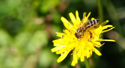beautiful honey bee collects pollen from yellow dandelion flower background © dule964
