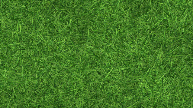 Broad leaf green grass texture from above, coarse lawn background