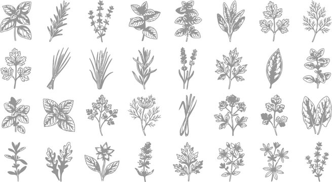 Hand drawn herb collection vector illustration set featuring various culinary aromatic plants and organic garden spices