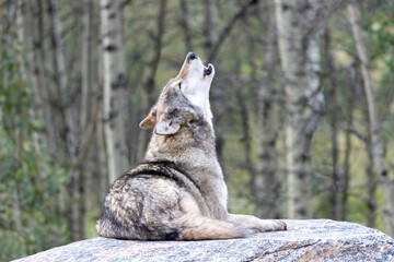 howling wolf with muzzle straight up in air in summer forest © Amy
