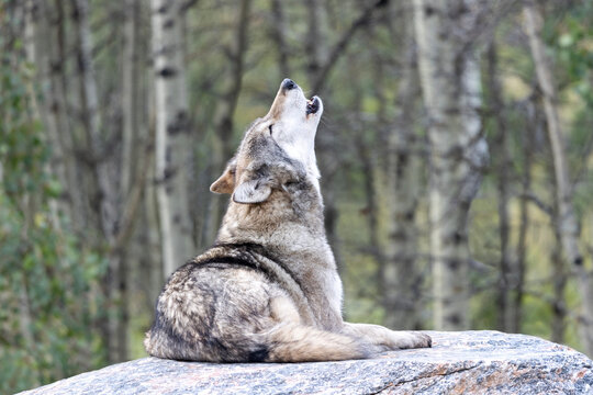 howling wolf with muzzle straight up in air in summer forest