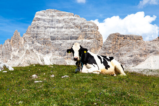 Cow close-up of a mountain alp meadow.  Dolomites .