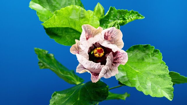 Hibiscus Flower Blooms on a Blue Background. Bud Closes from a large Red Violet Flower. Time Lapse of a Blooming Hibiscus Plant. Detailed Macro Timelapse of a Blossoming flower. Hibiscus Close Up