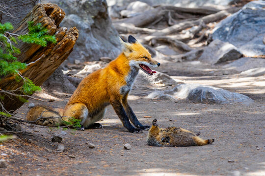Wild red fox standing over hunted marmot in Colorado