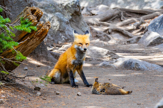 Red fox with prey portrait in Rocky Mountain National Park