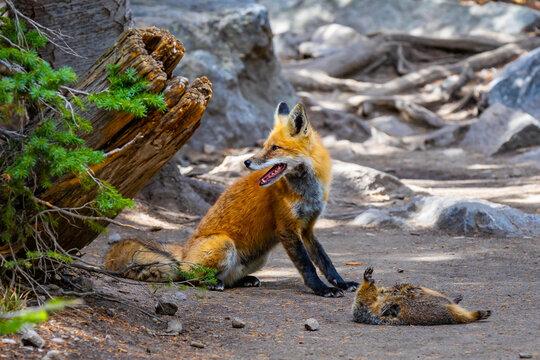 Wild red fox standing over hunted marmot in Colorado
