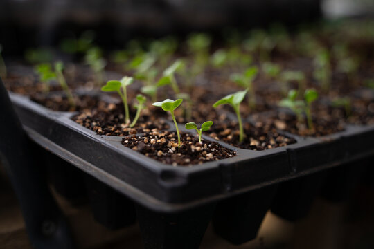 Seedlings growing in a seed tray before being transplanted into the ground.