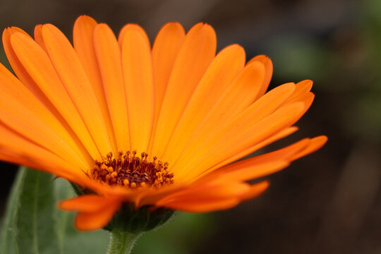 Macro photograph of an orange calendula flower.