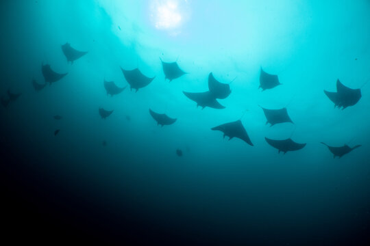 School of mobula rays swimming in clear blue ocean water