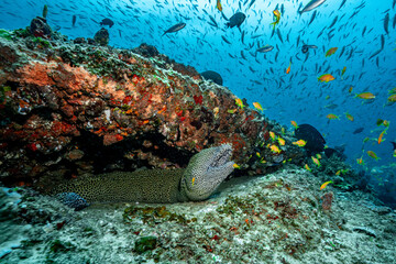 Moray eel hiding in coral reef with schooling fish © Kristof