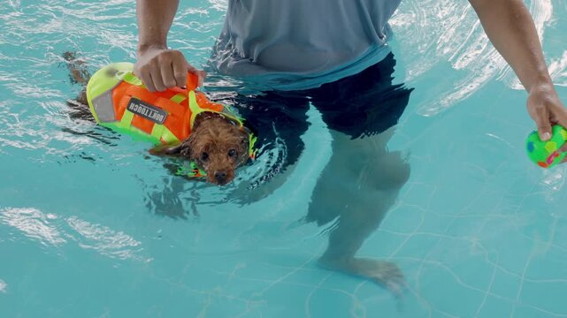 Professional trainer assisting a cute small poodle dog wearing safety life jacket during a healthy swimming lesson in a swimming pool. aquatic exercise, and pet rehabilitation wellness care concept.