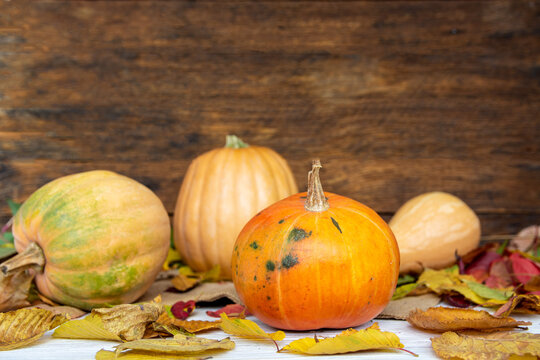 Happy Thanksgiving day concept - traditional holiday food with pumpkins on old wooden