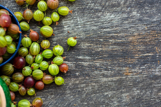 Fresh organic gooseberries berries from eco farm