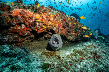 Leopard moray eel emerging from coral reef habitat © Kristof
