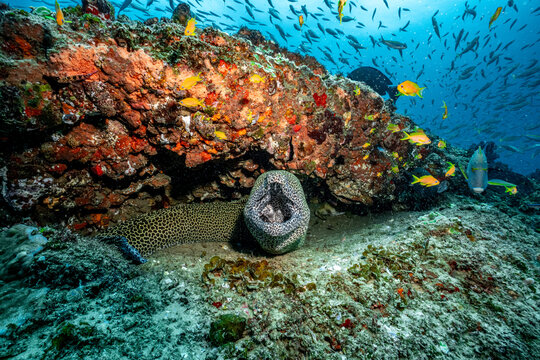 Leopard moray eel emerging from coral reef habitat