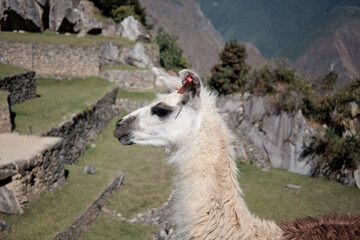 Llama at Machu Picchu © Mariusz