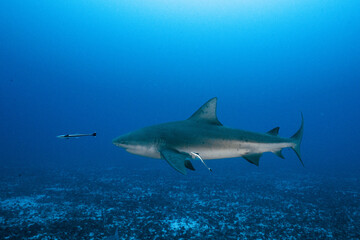 Fototapeta premium Bull shark swimming with remora in deep blue ocean